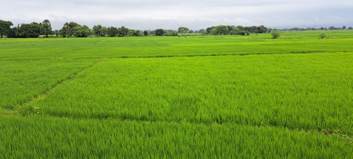 गोड्डा : लो प्रेशर व साइक्लोन के असर से हथिया नक्षत्र में झमाझम बारिश, लहलहा रही धान की फसल