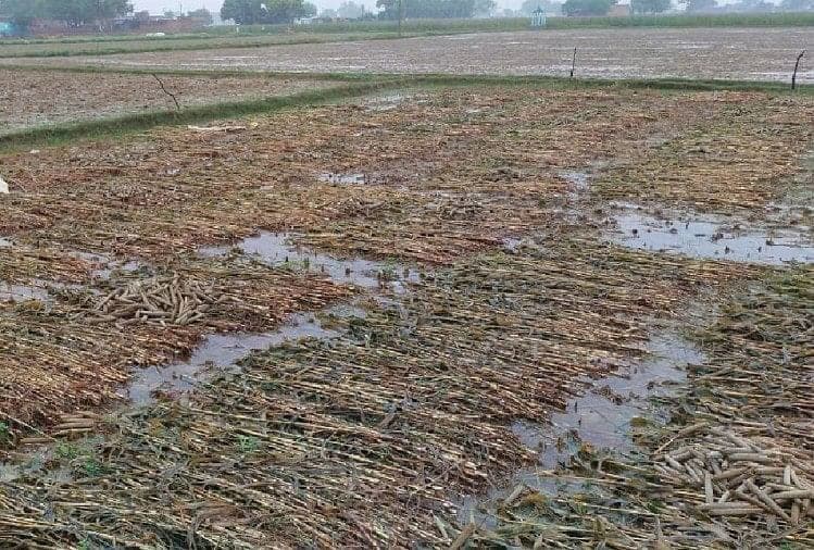 मानसून से खुश गढ़वा के किसान, लगातार बारिश से 50 प्रतिशत तक हो गयी खेतों की जुताई