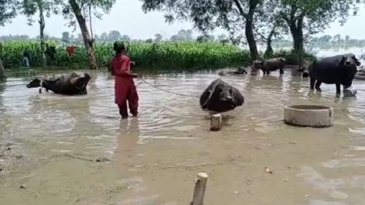 बिहार: दरभंगा के आधा दर्जन गांव में घुसा बागमती का पानी, बेगूसराय में गंडक से 500 एकड़ की फसल तबाह
