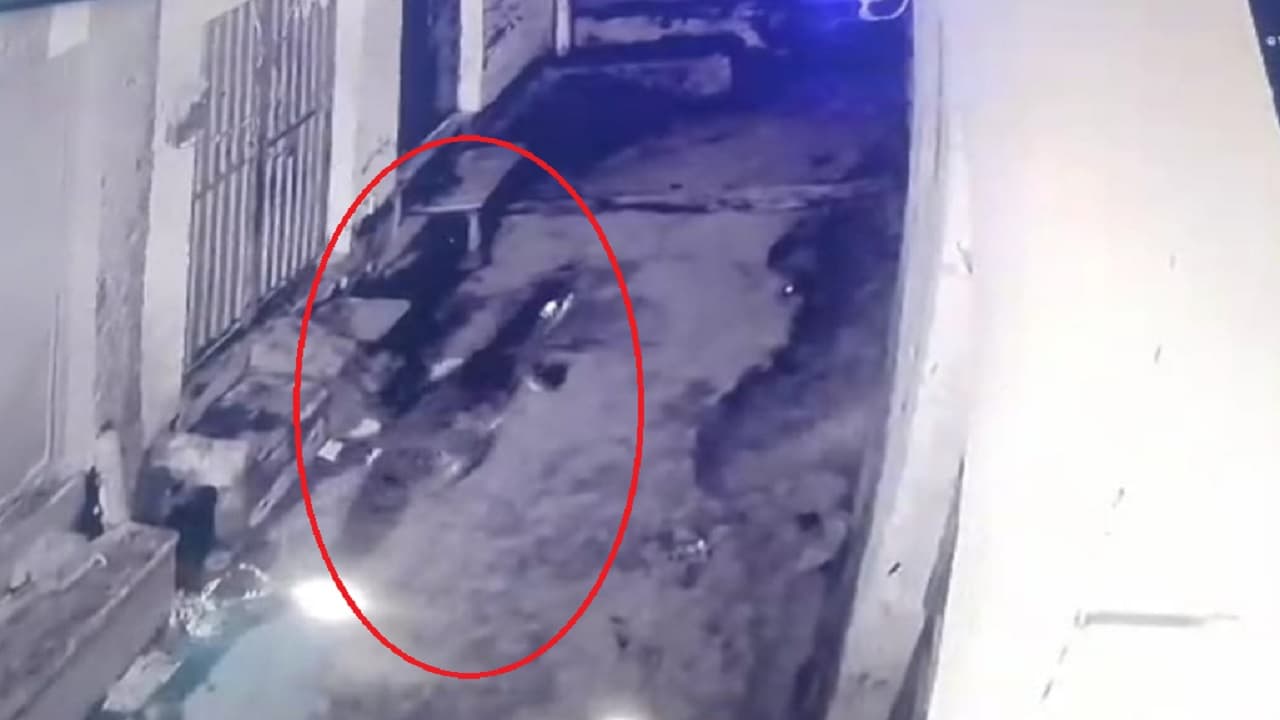 अलीगढ़ में कालोनी की गलियों में टहलते हुए दिखा मगरमच्छ, इलाके में दहशत का माहौल, वन विभाग पकड़ने में जुटा