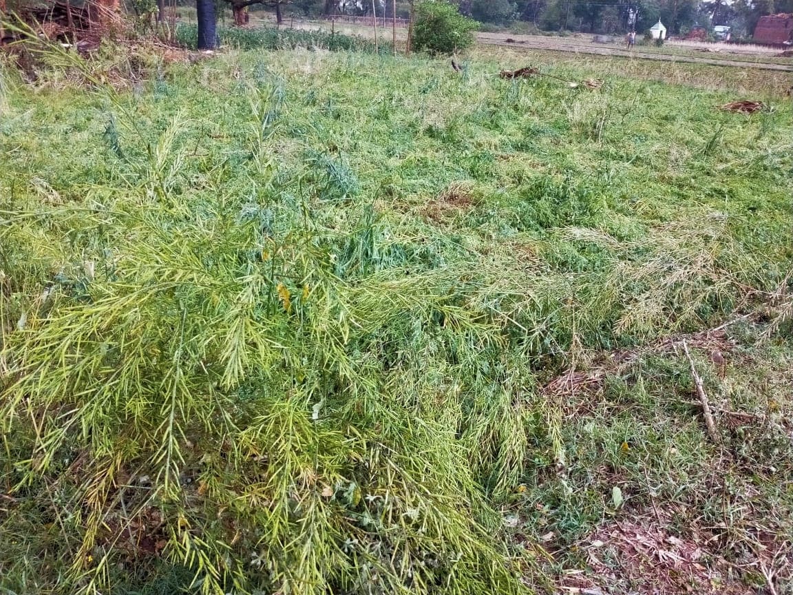 चतरा में ठंड की वजह से फसलों को हुआ भारी नुकसान, आम लोगों का जनजीवन भी हो रहा प्रभावित