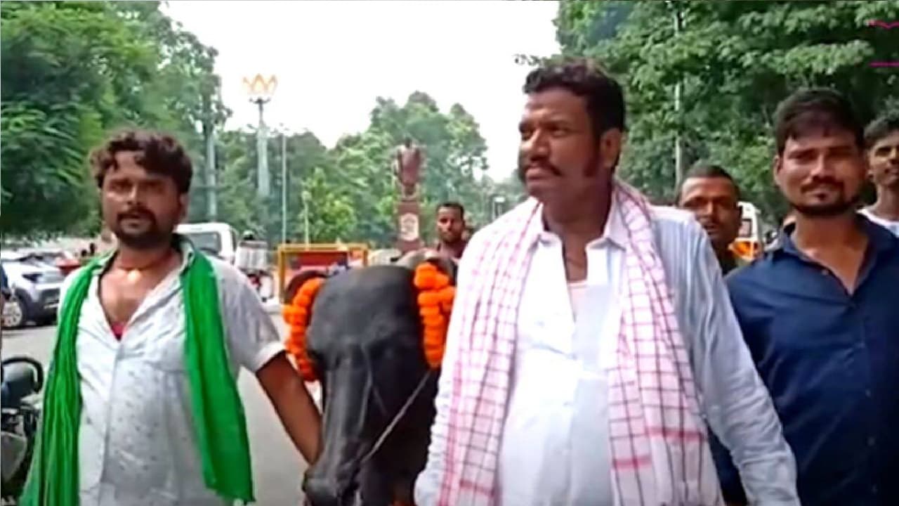Bihar politics: गजबे है ! भैंस लेकर तेजस्वी यादव पास पहुंचे RJD के ये नेता, मांग सुनकर हर कोई रह गया दंग
