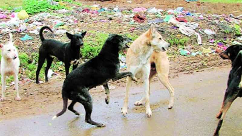 बेंगलुरु में कुत्ते के आठ पिल्ले की मौत की आरोपी महिला गिरफ्तार