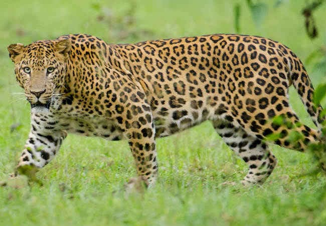 जयपुर में 8 साल के बच्चे को उठा ले गया तेंदुआ