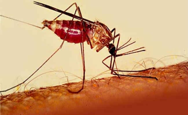 पाकुड़ के लिट्टीपाड़ा में डायरिया का प्रकोप,आधा दर्जन लोग बीमार, जानें कैसे फैल रही यह बीमारी
