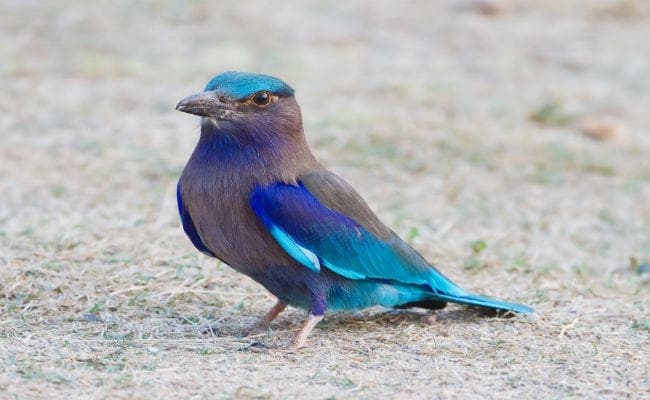 अब व्हाट्सऐप पर ही नजर आता है लकी नीलकंठ