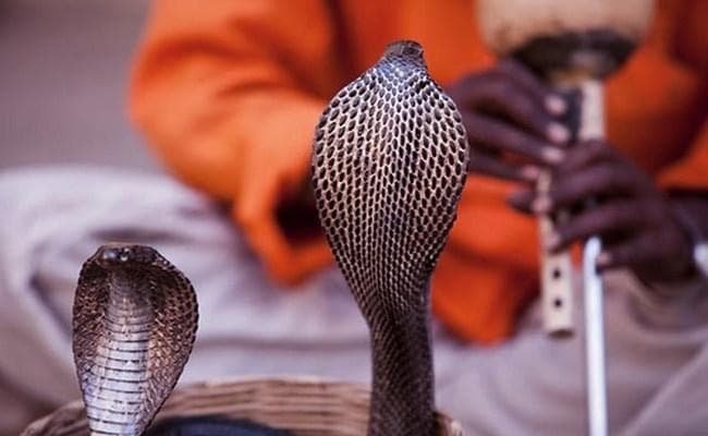 नागिन का बदला : कानपुर में नाग को मारने वाले की पत्नी को नागिन ने डंसा, इलाज के दौरान हुई मौत