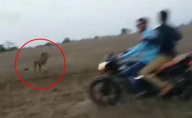 VIDEO VIRAL: गुजरात में युवकों ने शेरों के पीछे दौड़ा दी बाइक