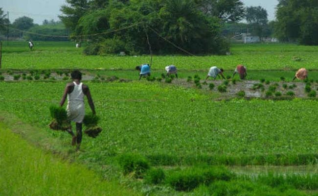 झारखंड बजट : कृषि क्षेत्र में अधारभूत संरचना के विकास पर जोर