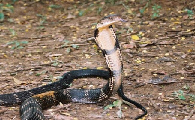 बच्चे के स्कूल बैग से निकला विषैला सांप, कक्षा में मची भगदड़