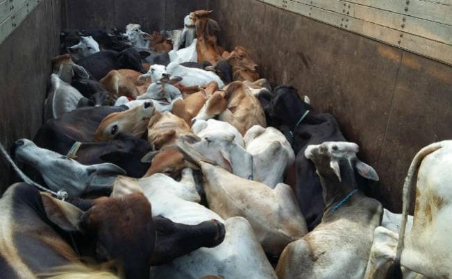 बिहार से बांग्लादेश ले जाये जा रहे 250 से अधिक मवेशी जब्त, कई गिरफ्तार