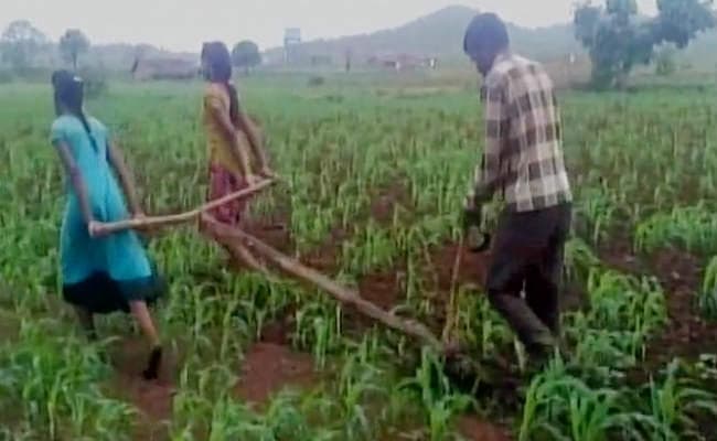 आर्थिक तंगी से जूझ रहे किसान ने बैल की जगह दो बेटियों को जोता