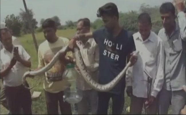 गुजरात में पकड़ा गया सात फुट का अजगर