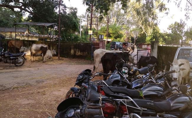 VIDEO : रांची में गोवंश की तस्करी, धुर्वा पुलिस ने 14 गायों को जब्त किया, तस्कर फरार