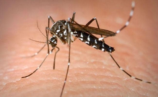कोलकाता : महानगर में डेंगू ने एक और जान ली