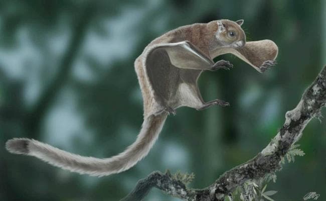 उड़ने वाली गिलहरी के सबसे पुराने जीवाश्म मिले
