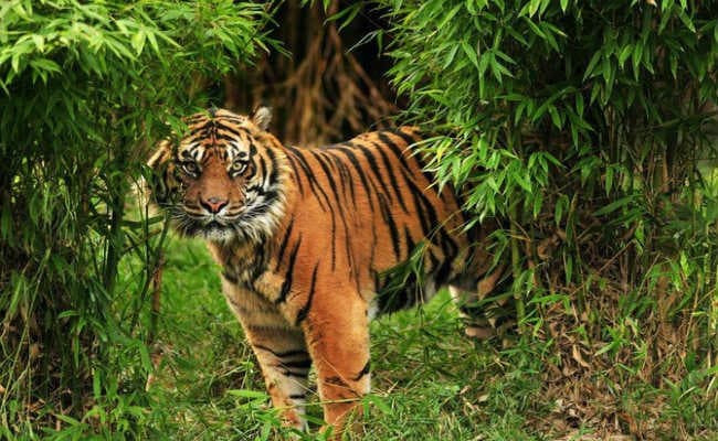 जलपाईगुड़ी : 14 नवंबर से फिर शुरू हो रही बाघों की गिनती