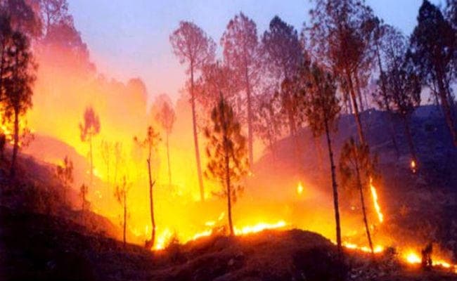 अमेरिका : कैलिफोर्निया के जंगल में लगी भीषण आग, 130 लापता