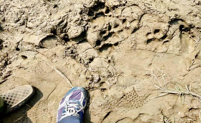 बेतिया : बाघिन ने नीलगाय को मारा डर से घरों में दुबके ग्रामीण