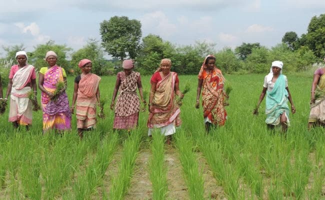 पंचायतनामा विशेष : मिथक तोड़तीं आदिवासी महिला किसानों की ताकत देखिए