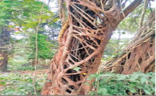 कोलकाता : हत्यारा है यह पेड़, 162 पेड़ों को खा चुका है ये दानव पेड़