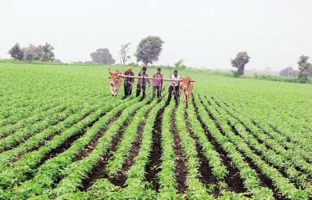 coronavirus impect jharkhand : कृषि विभाग का बजट 3362 करोड़, खर्च मात्र पांच करोड़