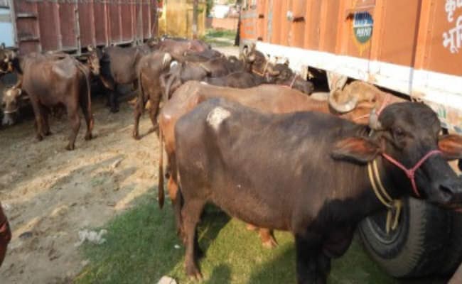 बिहार : जानें कैसे भैंसों ने फेरा चोर के उम्मीदों पर पानी