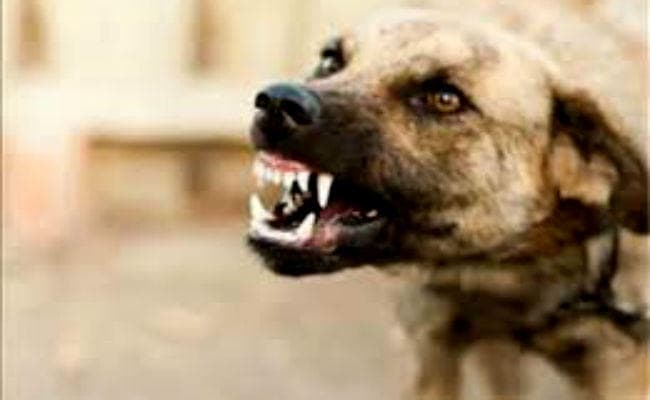 जमशेदपुर : आवारा कुत्तों ने दो बच्चों को बेरहमी से काट खाया, एक की मौत