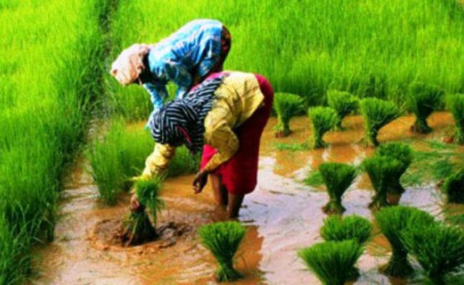 बिहार में खेती पर बारिश का असर, कई जगहों पर गल गये धान के बिचड़े, मूंग भी पानी में डूबी