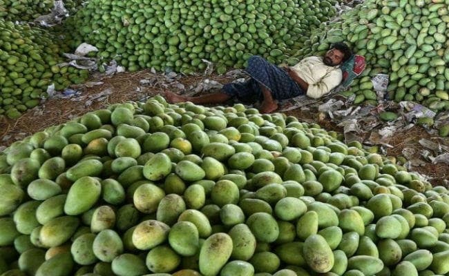 गया की मंडी में भागलपुर के आम की दस्तक, मालदह के अलावा आम की दूसरी किस्म भी उपलब्ध
