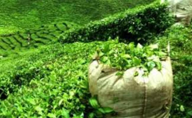 महंगी हो सकती है चाय की चुस्की, 50 से अधिक चाय बागान डूबे, बारिश बनी आफत की बरसात