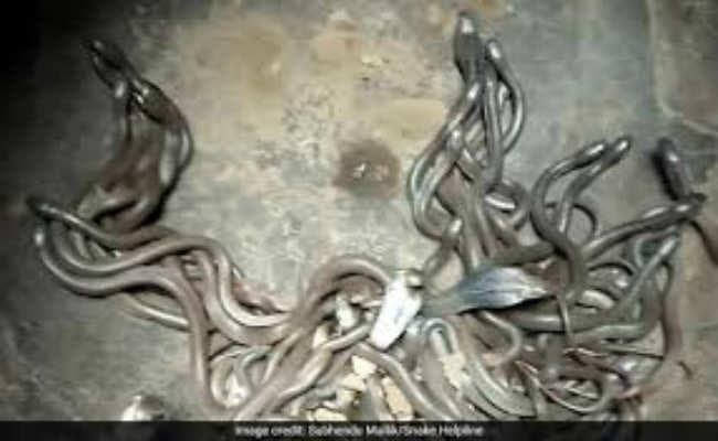 कच्चे घर की रसोई से 45 कोबरा के बच्चे मिले