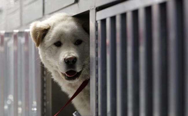 संसद ने कुत्ता और बिल्ली खाने पर लगाया प्रतिबंध