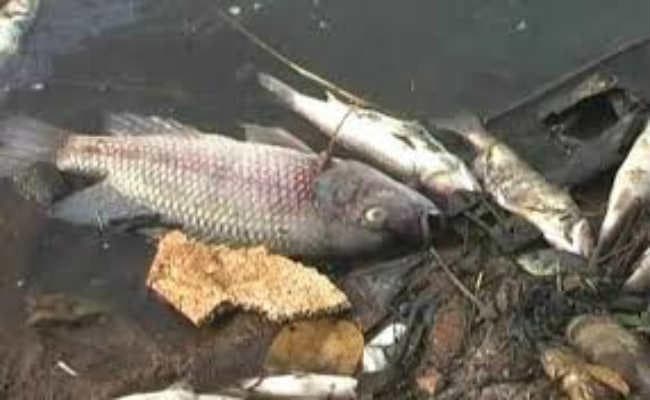 कांके डैम के पानी में ऑक्सीजन की कमी, सैकड़ों मछलियां मरीं