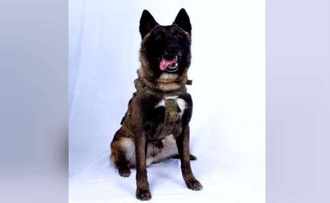 जानिए बगदादी को मारने में कैसे कुत्ते ने निभाई थी अहम भूमिका, राष्ट्रपति ट्रंप ने जारी की तस्वीर