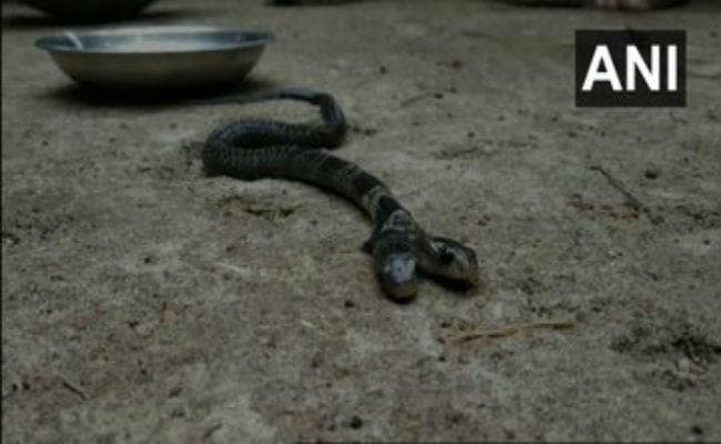 देख लीजिए दो सिर वाला सांप, चमत्कार ही है, लोग पिला रहे दूध और…