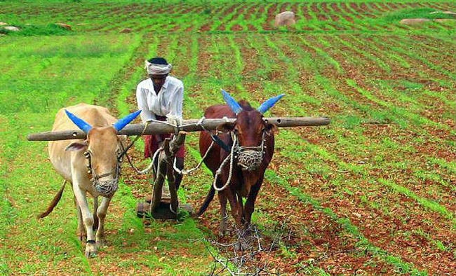 कोलकाता : किसानों को आठ हजार करोड़ का कर्ज देगी सरकार, चार प्रतिशत ब्याज पर दिया जायेगा लोन