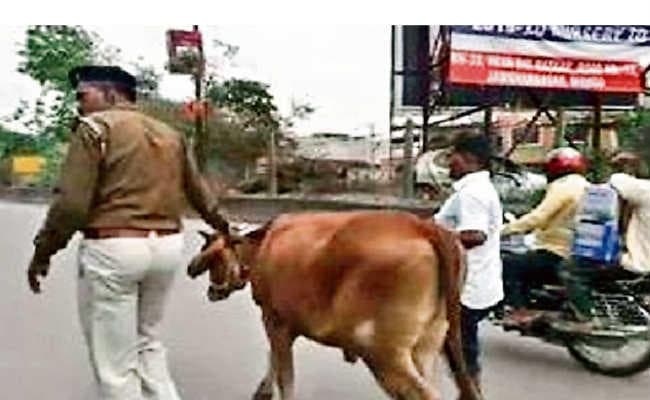कोर्ट का आदेश, …और पुलिस इस जानवर को लेकर पहुंची कोर्ट