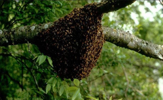 पेड़ के नीचे बैठा था वृद्ध, बंदर ने गिराया मधुमक्खियों का छत्ता, मौत