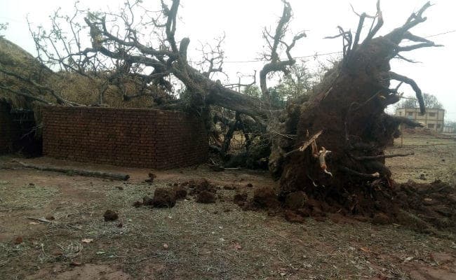 आंधी-तूफान से महुआटांड़ क्षेत्र में ब्लैक ऑउट, बारीडारी में गिरे दर्जनों बिजली के खंभे और उखड़े पेड़