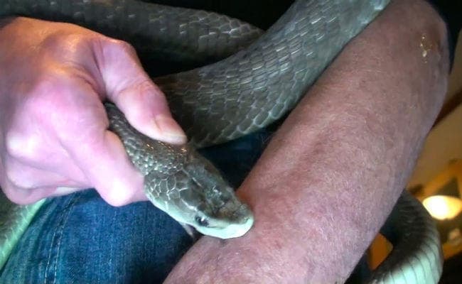 OMG : सांप ने आदमी को काटा, बदले में उसने भी सांप को काटा, दोनों मरे