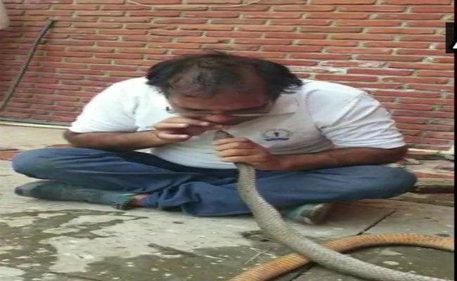 आयकर अधिकारी ने अपने मुंह से सांप को पानी पिलाकर बचायी उसकी जान