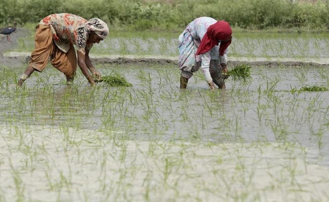 धान बना देगा हरियाणा को राजस्थान जैसा रेगिस्तान?