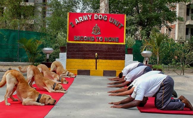 Yoga Day : राहुल ने सेना पर किया तंज, भड़के अमित शाह, कहा – कांग्रेस का मतलब नकारात्मकता