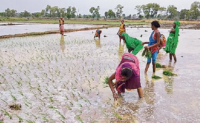 पटना : जुलाई में सामान्य से 21% अधिक बारिश, रोपनी ने पकड़ी रफ्तार, गंगा, कोसी, महानंदा का जल स्तर बढ़ा