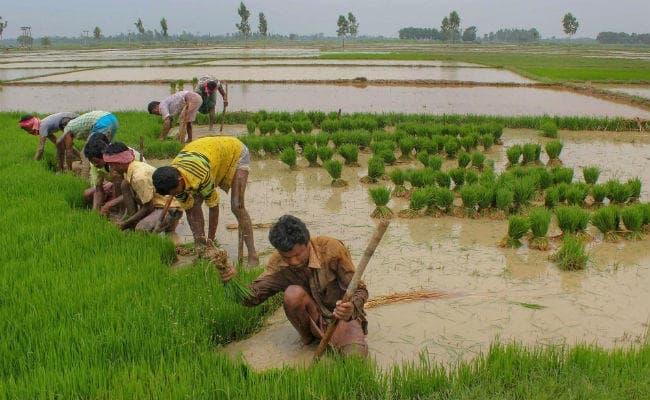 PMFBY में बदलाव कर सकती है सरकार, किसानों के लिए फसल बीमा को किया जायेगा स्वैच्छिक
