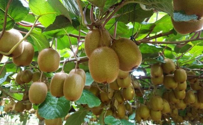 भारत में अगले पांच साल का दौरान कीवी फल का निर्यात दोगुना करेगा चिली