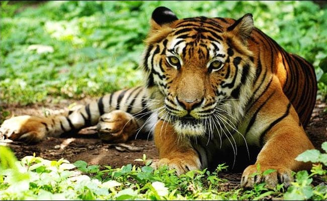 इंटरनेशनल टाइगर डे पर विशेष : ढूंढ़ने से भी नहीं मिल रहा है बेतला में बाघ