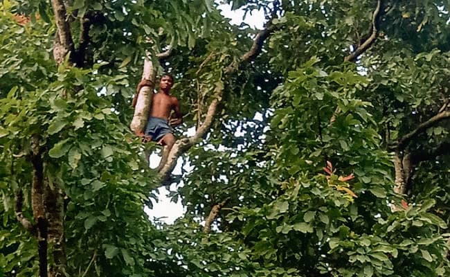 ….और पत्नी की हत्या कर पेड़ पर चढ़ गया, समझाने पर कूदा