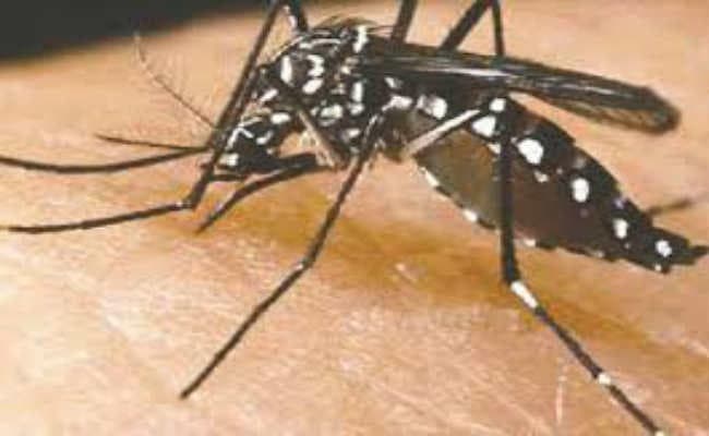Dengue Effect In UP: डेंगू के डर से स्वास्थ्य महकमा सतर्क, बाराबंकी में युवती की मौत, मिले 16 नए मरीज